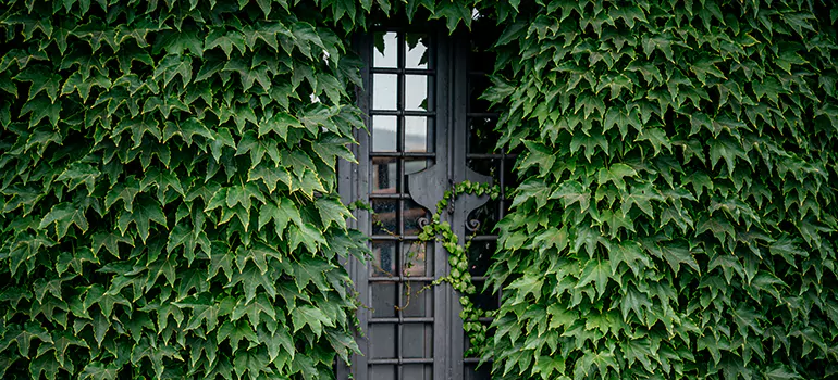 Garden Gate Repair in Castro Valley, CA